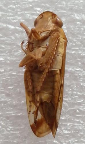 Gypona sp.